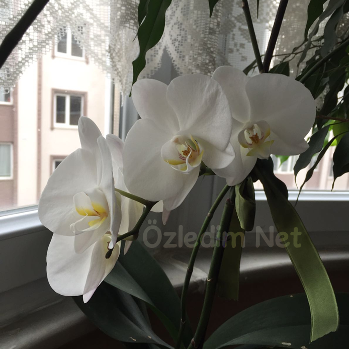 Evdeki Mucize Güzellik Orkide Çiçek Açtı