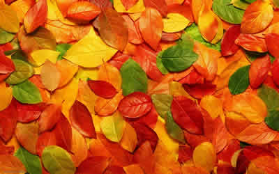 rengarenk sonbahar yaprakları