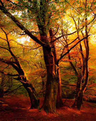 sonbaharda ağaçlar 